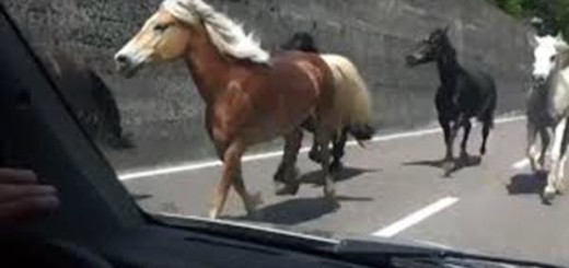 incidente con animale domestico