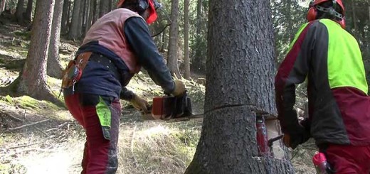 lavoratori che tagliano alberi